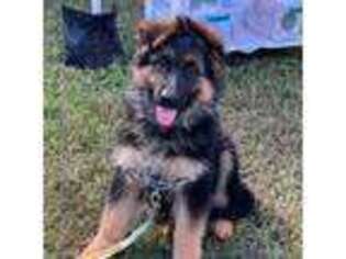 German Shepherd Dog Puppy for sale in Richmond, VA, USA