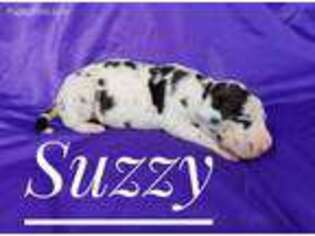 Great Dane Puppy for sale in Liberty, KY, USA