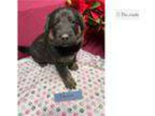 Shepadoodle Puppy for sale in Chattanooga, TN, USA