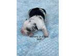 Miniature Australian Shepherd Puppy for sale in Mathis, TX, USA