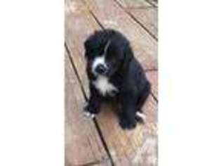 Newfoundland Puppy for sale in MONROE, CT, USA
