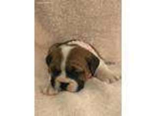 Olde English Bulldogge Puppy for sale in Arlington, TX, USA