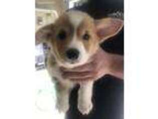 Pembroke Welsh Corgi Puppy for sale in Vacaville, CA, USA