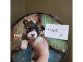 Pembroke Welsh Corgi Puppy for sale in Stilwell, OK, USA