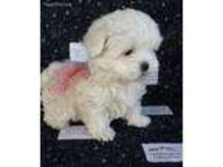 Mal-Shi Puppy for sale in Moreno Valley, CA, USA