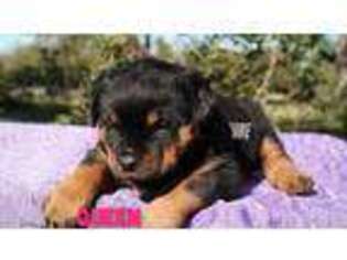 Rottweiler Puppy for sale in Houston, TX, USA
