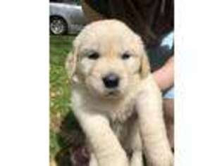 Golden Retriever Puppy for sale in Asheville, NC, USA