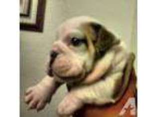 Bulldog Puppy for sale in HESPERIA, CA, USA