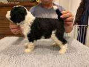 Portuguese Water Dog Puppy for sale in Ocala, FL, USA