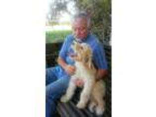 Labradoodle Puppy for sale in La Vernia, TX, USA