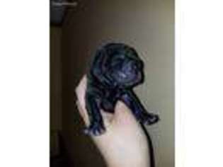Mutt Puppy for sale in Salem, OH, USA