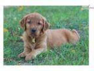 Golden Retriever Puppy for sale in Wolcott, IN, USA