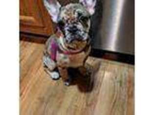 French Bulldog Puppy for sale in Trenton, OH, USA