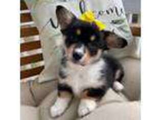Pembroke Welsh Corgi Puppy for sale in Angier, NC, USA