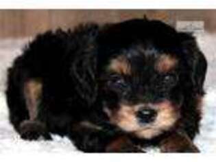 Cavapoo Puppy for sale in Jonesboro, AR, USA