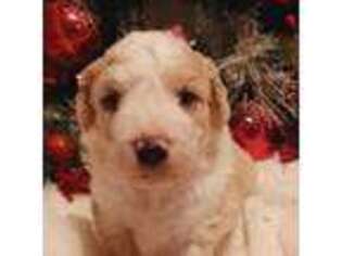 Mutt Puppy for sale in Medford, OR, USA