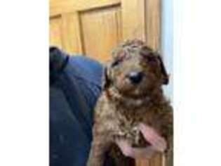 Mutt Puppy for sale in Holton, IN, USA