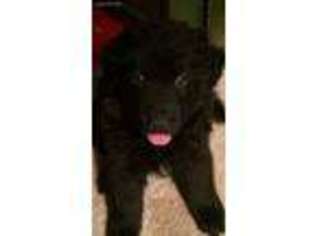 German Shepherd Dog Puppy for sale in Meeker, OK, USA