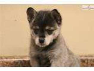 Alaskan Klee Kai Puppy for sale in Omaha, NE, USA
