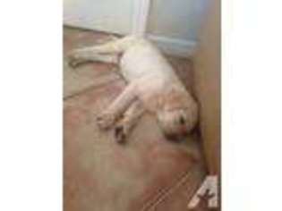 Labrador Retriever Puppy for sale in North Port, FL, USA