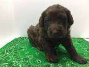 Labradoodle Puppy for sale in Arabi, GA, USA