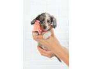 Dachshund Puppy for sale in Port Byron, NY, USA