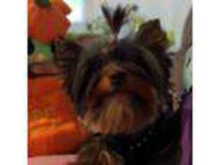 Yorkshire Terrier Puppy for sale in Ceres, CA, USA