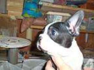 Boston Terrier Puppy for sale in WINDHAM, CT, USA
