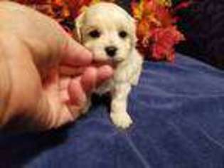 Mutt Puppy for sale in La Grange, KY, USA
