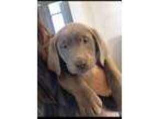 Labrador Retriever Puppy for sale in Perris, CA, USA