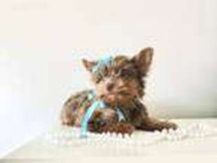 Yorkshire Terrier Puppy for sale in Provo, UT, USA