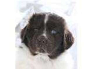 Newfoundland Puppy for sale in Fresno, CA, USA