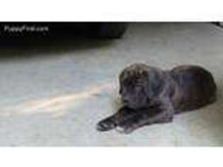 Cane Corso Puppy for sale in Blairsville, GA, USA