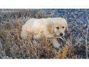 Golden Retriever Puppy for sale in Fountain, CO, USA