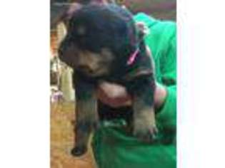 Rottweiler Puppy for sale in Wharton, OH, USA