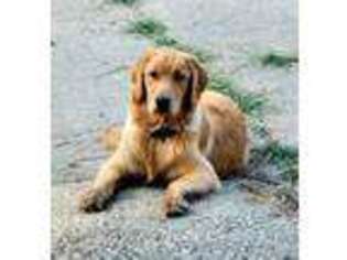 Golden Retriever Puppy for sale in Scio, OH, USA