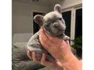 French Bulldog Puppy for sale in Meriden, NH, USA