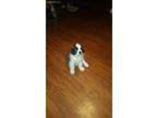 Saint Bernard Puppy for sale in Mogadore, OH, USA