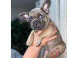 French Bulldog Puppy for sale in Selma, CA, USA