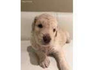 Goldendoodle Puppy for sale in Happy Valley, OR, USA