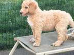 Labradoodle Puppy for sale in Livonia, MI, USA