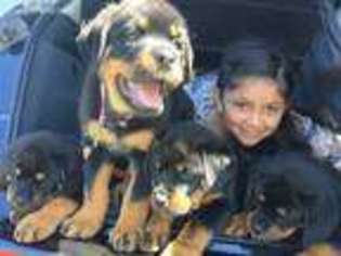 Rottweiler Puppy for sale in Santa Ana, CA, USA