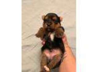 Yorkshire Terrier Puppy for sale in Sumter, SC, USA