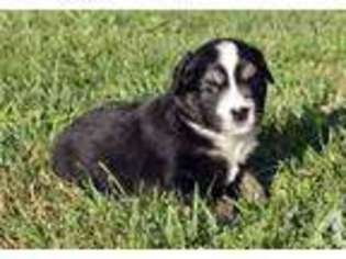 Mutt Puppy for sale in BEREA, KY, USA