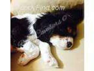 Cavalier King Charles Spaniel Puppy for sale in Savannah, MO, USA