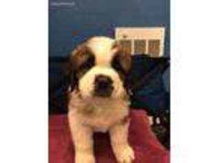 Saint Bernard Puppy for sale in South Solon, OH, USA