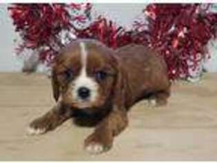Cavalier King Charles Spaniel Puppy for sale in Union City, MI, USA