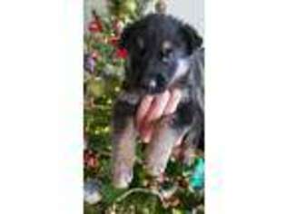 German Shepherd Dog Puppy for sale in Mount Sterling, KY, USA