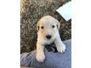 Goldendoodle Puppy for sale in Calhoun, KY, USA