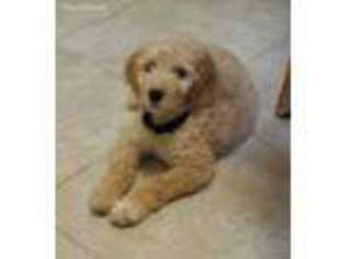Goldendoodle Puppy for sale in Islip Terrace, NY, USA